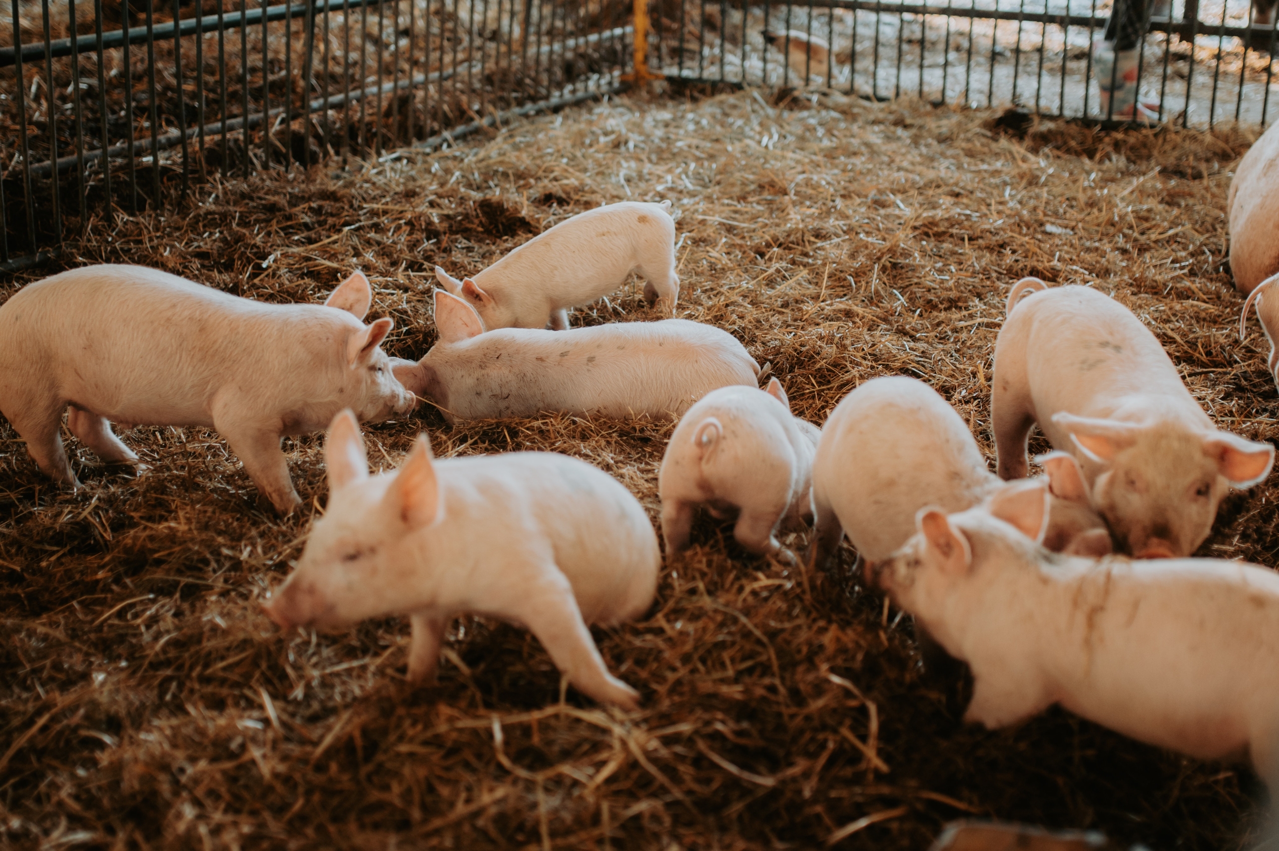 Group of pigs in a pen